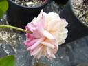 Bas Amagnac rose photo