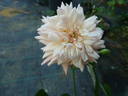 Bas Amagnac rose photo