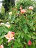 La Gascogne rose photo