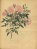 Rosa indica minor rose photo