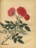 <I>Rosa provincialis nana</i> rose photo