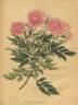 <i>Rosa carolina</i> f. <i>plena</i> W.H.Lewis rose photo