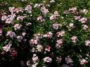 Crocata rose photo