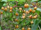 Crocata rose photo