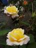 Beryl Bach rose photo