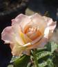 Beryl Bach rose photo