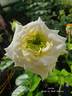 Larita rose photo