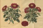 <i>Rosa centifolia</i> var. <i>holosericea plena</i> rose photo