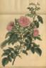 <i>Rosa eglanteria major</i> Andr. rose photo