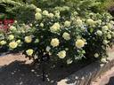 Hoshi Tsuki Yo rose photo