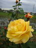Golden Peace rose photo