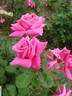 Montesquieu rose photo