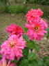 Catalònia rose photo
