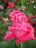 Show Queen rose photo