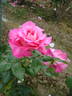 Symphonie rose photo