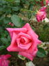 Showtime rose photo