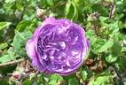Bishop rose photo