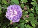 Bishop rose photo