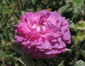 Bishop rose photo