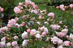 Poetry rose photo