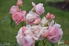 Poetry rose photo