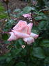 Helen Keller rose photo