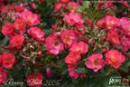 Residenz rose photo