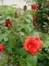 Avô Alfredo rose photo