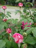 Avô Albina rose photo