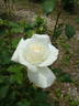 Argental rose photo