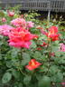 Coronado rose photo