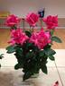 Rosy Crystal rose photo