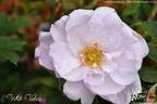White Valeda rose photo