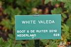 White Valeda rose photo