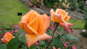 Open d'Australie rose photo