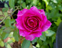Laguna Freelander rose photo