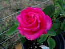 Love's Kiss rose photo