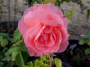 Maiden Voyage rose photo