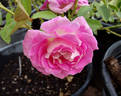 Margarete Fuchs rose photo