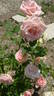 Charming Unique ™ rose photo