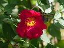 Wes Abrahams rose photo