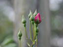 Wes Abrahams rose photo