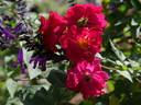 Wes Abrahams rose photo