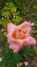 Peach Beauty rose photo