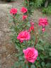 Antoine Noailly rose photo