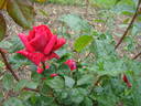 Impeccable rose photo