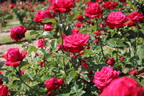Chantilly rose photo