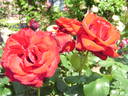 Duchesse de Savoie ® rose photo