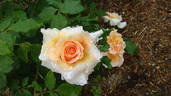 Fragrant Dream rose photo