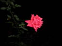 Bolongo Bay rose photo